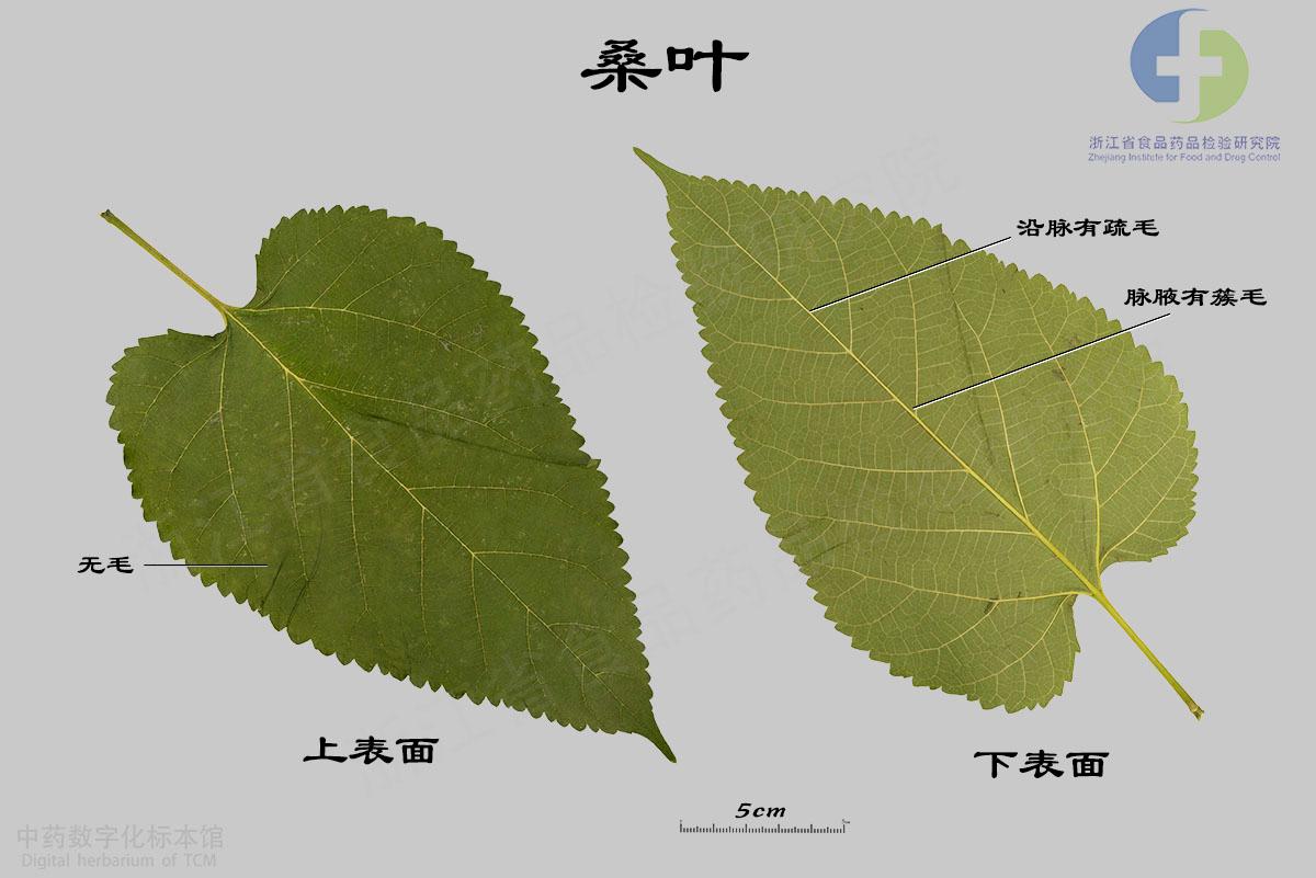 桑叶 标本影像